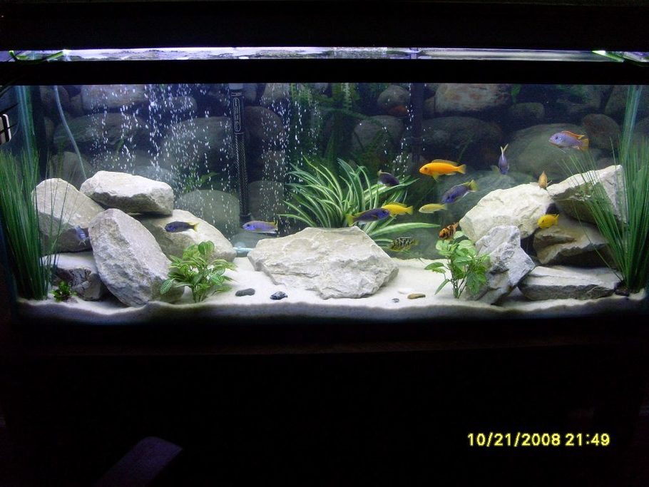 Updated 55 Gal Lake Malawi Cichlids White Filtr Csik5O