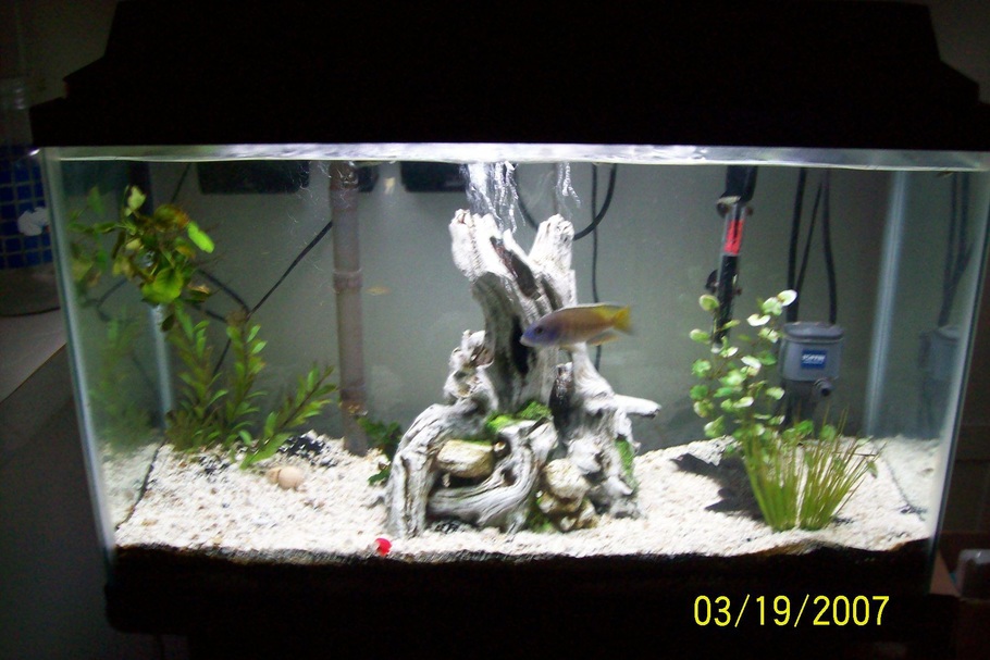 29 gallon saltwater stocking options