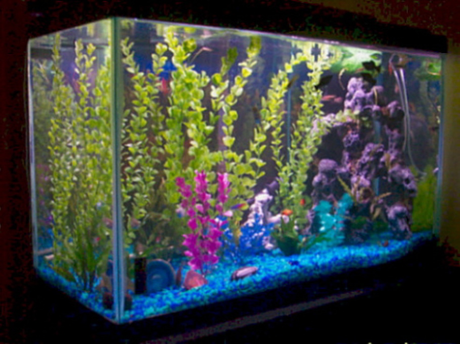 29 gallon saltwater stocking options
