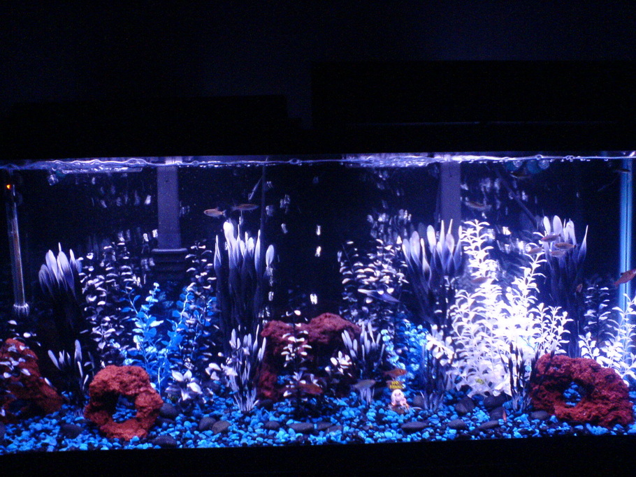 Ziggy's Freshwater Tanks Photo (ID 15483) Full Version