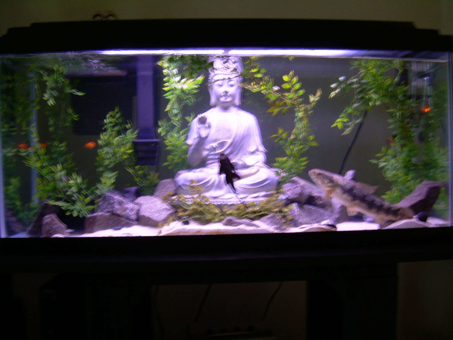 7g Zen Series Ultra Low Iron Gl Aquarium 74 99 Aquarium Buildings Ruins Ornaments