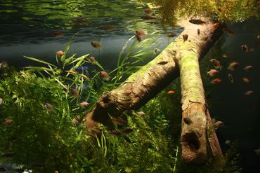 The Top 10 Worst Community Fish The Top 10 Worst Community Fish