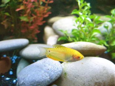Tips for Breeding Gouramis in the Home Aquarium Tips for Breeding Gouramis in the Home Aquarium