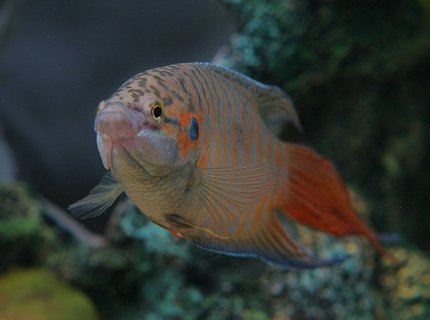 freshwater fish - macropodus opercularis - blue paradise stocking in 45 gallons tank - Red paradised gourami freshwater fish - macropodus opercularis - blue paradise stocking in 45 gallons tank - Red paradised gourami