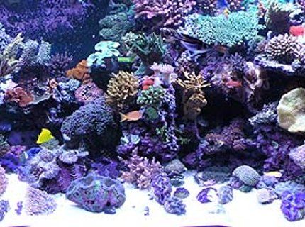 500 gallons reef tank (mostly live coral and fish) - Full reef tank pic.
Over 100 coral and 50 fish 500 gallons reef tank (mostly live coral and fish) - Full reef tank pic.
Over 100 coral and 50 fish