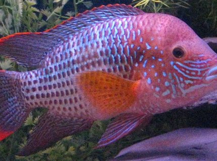 freshwater fish - aequidens rivulatus - green terror stocking in 90 gallons tank - King of the Jungle 7" freshwater fish - aequidens rivulatus - green terror stocking in 90 gallons tank - King of the Jungle 7"