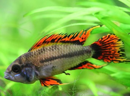 freshwater fish - apistogramma cacatuoides - double full red cockatoo cichlid stocking in 40 gallons tank - Apistogramma Cacatuoides Double Red freshwater fish - apistogramma cacatuoides - double full red cockatoo cichlid stocking in 40 gallons tank - Apistogramma Cacatuoides Double Red