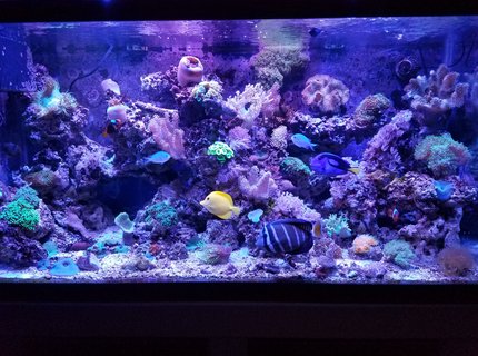 90 gallons saltwater fish tank (mostly fish, little/no live coral) - Fishhhhhy 90 gallons saltwater fish tank (mostly fish, little/no live coral) - Fishhhhhy
