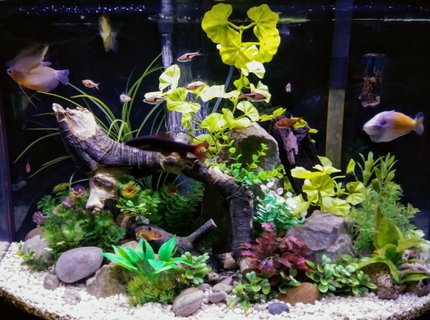 36 gallons freshwater fish tank (mostly fish and non-living decorations) - 36 gallon freshwater aquarium with rock driftwood and artificial plants 36 gallons freshwater fish tank (mostly fish and non-living decorations) - 36 gallon freshwater aquarium with rock driftwood and artificial plants