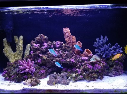 20 gallons saltwater fish tank (mostly fish, little/no live coral) - My post hurricane Irma tank 20 gallons saltwater fish tank (mostly fish, little/no live coral) - My post hurricane Irma tank