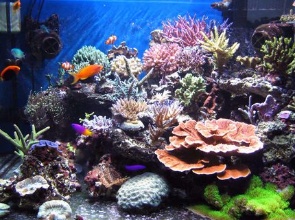 Rated #7: Fish Tank Picture - My tank after 5 months Rated #7: Fish Tank Picture - My tank after 5 months