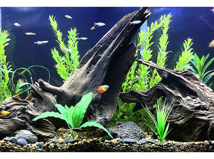 Rated #3: Fish Tank Picture - Here\ Rated #3: Fish Tank Picture - Here's a closeup of the inside of my tank.