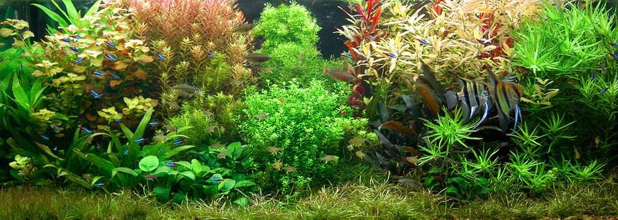 Rated #9: Planted Tank Rated #9: Planted Tank