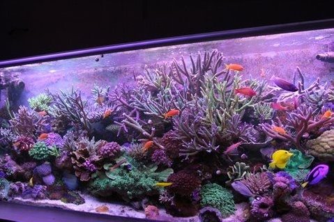 Rated #2: 220 Gallons Reef Tank - yoda's tank Rated #2: 220 Gallons Reef Tank - yoda's tank