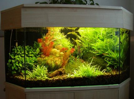 PlantsAnubias barteri var nana Bacopa moniera Blyxa japonica Cabomba piauhyensis Didiplis diandra Egeria densa Heteranthera zosterifolia Hygrophila guyanensi siamensis Limnophila sesiliflora Microsorium pteropus var Windelov Myriophyllum matogrossense Rotala rotundifolia Sagittaria subulata Vesicularia dubyana