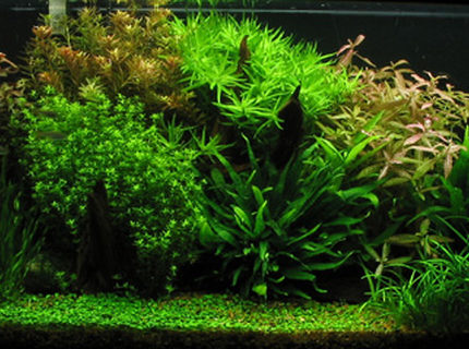 planted tank (mostly live plants and fish) - Tank Specifications :: Dimensions: 48"x16"x18"
Volume: 66 gallon / 250L
Substrate: 1-3mm gravel
Lighting: 5x40W NO fluorescent, 11hrs
Filteration: fluval 304 & Magnum 250
Flora :: plant list:
1# Glossotigma
2# Sagittaria pusilla
3# Ludwigia repens
4# Microsorum Pteropus
5# Hygrophila polysperma 'Sunset'
6# Micranthemum micranthemoides
7# Vallisneria Americana
8# Rotala Indica
9# Heteranthera zosteraefolia
Fauna :: 2x Blue Ram - Microgeophagus ramirezi
2x Angelfish - Pterophyllum scalare
5x Otto - Otocinclus affinis
5x Pristella - Pristella maxillaris
5x Harlequin - Rasbora heteromorpha
4x SAE - Crossocheilus siamensis
5x Ammano shrimp - Caridina japonica
10X Cardinal - Paracheirodon axelrodi
Fertilization :: CO2: 5lbs presiruzed system
water column fertilization: Fleet enema, CaNO3, KNO3, K2SO4, seachem flourish & iron
substrate fertlization: N/A planted tank (mostly live plants and fish) - Tank Specifications :: Dimensions: 48"x16"x18"
Volume: 66 gallon / 250L
Substrate: 1-3mm gravel
Lighting: 5x40W NO fluorescent, 11hrs
Filteration: fluval 304 & Magnum 250
Flora :: plant list:
1# Glossotigma
2# Sagittaria pusilla
3# Ludwigia repens
4# Microsorum Pteropus
5# Hygrophila polysperma 'Sunset'
6# Micranthemum micranthemoides
7# Vallisneria Americana
8# Rotala Indica
9# Heteranthera zosteraefolia
Fauna :: 2x Blue Ram - Microgeophagus ramirezi
2x Angelfish - Pterophyllum scalare
5x Otto - Otocinclus affinis
5x Pristella - Pristella maxillaris
5x Harlequin - Rasbora heteromorpha
4x SAE - Crossocheilus siamensis
5x Ammano shrimp - Caridina japonica
10X Cardinal - Paracheirodon axelrodi
Fertilization :: CO2: 5lbs presiruzed system
water column fertilization: Fleet enema, CaNO3, KNO3, K2SO4, seachem flourish & iron
substrate fertlization: N/A