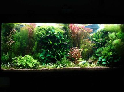 Rated #9: 53 Gallons Planted Tank - 240L 120 x 40 x 50,
Fluorescent lightning T8: 4 x 38W
Filtration: Eheim 2236 600l/h & Juwel Compact 1000l/h,
CO2 addition, fertilisation with PMDD or Profito twice a week, daily Easycarbo 5ml &
50-60% water change weekly Rated #9: 53 Gallons Planted Tank - 240L 120 x 40 x 50,
Fluorescent lightning T8: 4 x 38W
Filtration: Eheim 2236 600l/h & Juwel Compact 1000l/h,
CO2 addition, fertilisation with PMDD or Profito twice a week, daily Easycarbo 5ml &
50-60% water change weekly