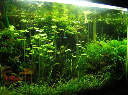 Rated #10: 90 Gallons Planted Tank - 90G - 3 Rated #10: 90 Gallons Planted Tank - 90G - 3'x2'x2'
pH - 6.8 | average water temperature - 27C
6500k Compact fluoroscent lighting (260W)
DIY canister filter - 800l/h
DIY CO2 - 2BPS
PMDD fertilization.