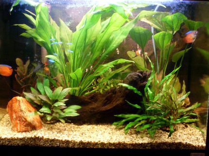 19 gallons planted tank (mostly live plants and fish) - My attempt at my first fish tank 19 gallons planted tank (mostly live plants and fish) - My attempt at my first fish tank