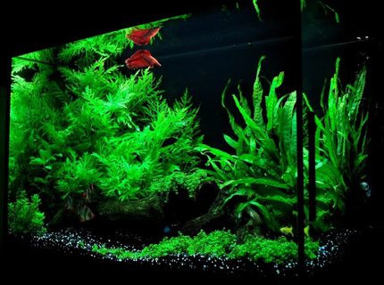 19 gallons planted tank (mostly live plants and fish) - My tank 19 gallons planted tank (mostly live plants and fish) - My tank