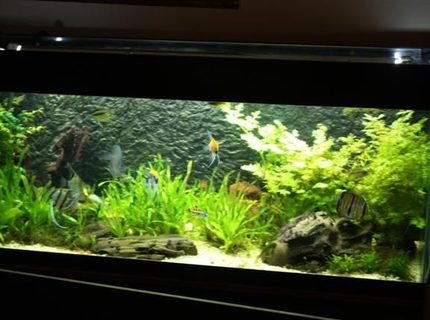 350 gallons planted tank (mostly live plants and fish) - AQUA =: 350L : 2 Aqua filter Pro Sp2(ext. filter), T5 lightning 2 x48W , aquaheater 300w.
FISH = discus,angelfish,apistogramma sp., green phantom pleco, net pleco, axolotl and a firebelly newt.
PLANTS = echinodorus bleheri,valineria, others plants are from south america but i can remember the names. 350 gallons planted tank (mostly live plants and fish) - AQUA =: 350L : 2 Aqua filter Pro Sp2(ext. filter), T5 lightning 2 x48W , aquaheater 300w.
FISH = discus,angelfish,apistogramma sp., green phantom pleco, net pleco, axolotl and a firebelly newt.
PLANTS = echinodorus bleheri,valineria, others plants are from south america but i can remember the names.
