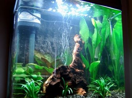 9 gallons planted tank (mostly live plants and fish) - 9 gallon curved edge glass aquarium.
New rework of this tank. Going for a dark atmosphere to enhance the natural colours of the fish i will add. 9 gallons planted tank (mostly live plants and fish) - 9 gallon curved edge glass aquarium.
New rework of this tank. Going for a dark atmosphere to enhance the natural colours of the fish i will add.