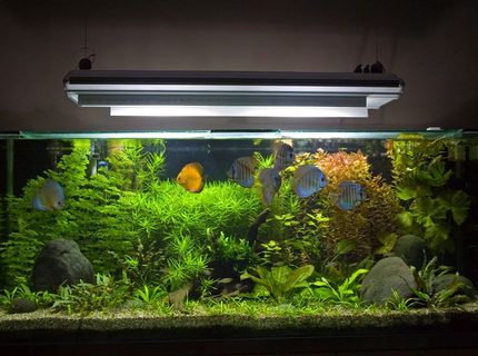 Rated #1: 100 Gallons Planted Tank - My 450 Litre Planted Discus Tank Rated #1: 100 Gallons Planted Tank - My 450 Litre Planted Discus Tank