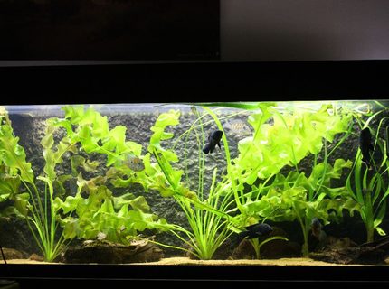 350 gallons planted tank (mostly live plants and fish) - Amazon biotope 275 gallon: Oscarfish, jack dempsey,aquidens heckeli, heros severum,deamoncichlid 350 gallons planted tank (mostly live plants and fish) - Amazon biotope 275 gallon: Oscarfish, jack dempsey,aquidens heckeli, heros severum,deamoncichlid
