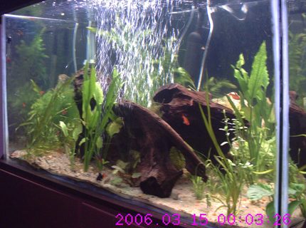 160 gallons planted tank (mostly live plants and fish) - 60+ days going added (2) DIY CO2 a bunch of plants (3) Debauwi Cats, (3) Cuckoo Cats, and (5) more Serpae Tetra
Using Flourish Excel, DIY CO2, and Flourish plant supplement- plants are growing like wild fire. Also added Malaysian Driftwood to lower PH and add hiding. Just Added: Jaguar-hybrid Synodontis, Chinese Butterfly Loach, Bristlenose Pleco, Clown Pleco, Flying Fox 160 gallons planted tank (mostly live plants and fish) - 60+ days going added (2) DIY CO2 a bunch of plants (3) Debauwi Cats, (3) Cuckoo Cats, and (5) more Serpae Tetra
Using Flourish Excel, DIY CO2, and Flourish plant supplement- plants are growing like wild fire. Also added Malaysian Driftwood to lower PH and add hiding. Just Added: Jaguar-hybrid Synodontis, Chinese Butterfly Loach, Bristlenose Pleco, Clown Pleco, Flying Fox