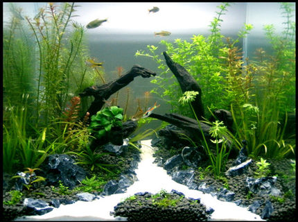 Rated #3: 30 Gallons Planted Tank - Tank: Aqua One 30cm Cube
Substrate: Up Aqua Soil
Filter: HOB
Co2: DIY
Diffuser: Up Aqua
Lights: 2x24w PC
Plants: Hemianthus Callitrichoides, Blyxa Japonica, Ranunculus Inundatus, Rotala Nanjenshan, Pogostemon Helferi, Hemianthus Micranthemoides, Rotala Rosea, Rotala Macrandra, Rotala Wallichii, Rotala Macrandra Mini, Anubias Nana Petite, Proserpinaca Palustris, Tonina Fluviatilis, Syngonanthus Sp
Inhabitants: 8x Silver Tipped Tetra Rated #3: 30 Gallons Planted Tank - Tank: Aqua One 30cm Cube
Substrate: Up Aqua Soil
Filter: HOB
Co2: DIY
Diffuser: Up Aqua
Lights: 2x24w PC
Plants: Hemianthus Callitrichoides, Blyxa Japonica, Ranunculus Inundatus, Rotala Nanjenshan, Pogostemon Helferi, Hemianthus Micranthemoides, Rotala Rosea, Rotala Macrandra, Rotala Wallichii, Rotala Macrandra Mini, Anubias Nana Petite, Proserpinaca Palustris, Tonina Fluviatilis, Syngonanthus Sp
Inhabitants: 8x Silver Tipped Tetra's, 8x Endlers Guppies, Crystal Red Shrimp