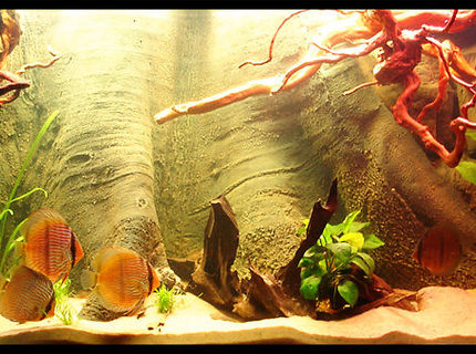 187 gallons planted tank (mostly live plants and fish) - 720L Heckel Symphysodon Discus Biotope. 187 gallons planted tank (mostly live plants and fish) - 720L Heckel Symphysodon Discus Biotope.