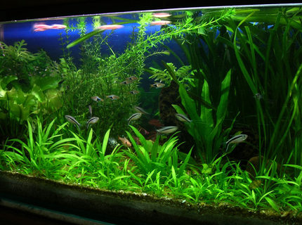 Rated #7: 30 Gallons Planted Tank - I keep fresh water fish long time ago but when i saw sum planted tank photos on net when I surfing sum information that time I decide to kept the planted tank. I am a 3D graphic Artist Rated #7: 30 Gallons Planted Tank - I keep fresh water fish long time ago but when i saw sum planted tank photos on net when I surfing sum information that time I decide to kept the planted tank. I am a 3D graphic Artist