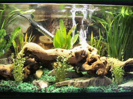 11 gallons planted tank (mostly live plants and fish) - Tropical Surprise..! 11 gallons planted tank (mostly live plants and fish) - Tropical Surprise..!