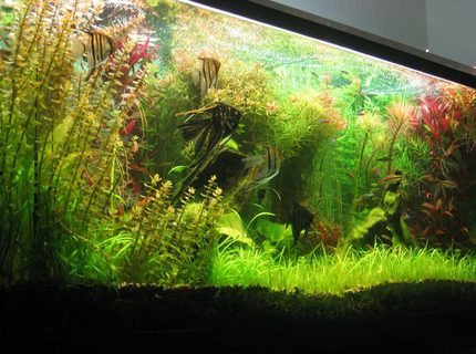 Rated #5: 140 Gallons Planted Tank - 140 gallons Rated #5: 140 Gallons Planted Tank - 140 gallons