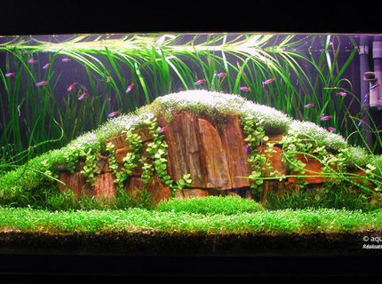 Rated #4: Planted Tank - Tank 35 gall
36X12X18
Light 4X30W
Fluval 204
2XCO2 nutrafin
Special project for an amano style tank. . A great challenge.
Glossostigma, riccia fluitans, vallisneria spiralis, Lysicmachia aurea, lileaopsis novaezelandiae, Crinum calamistratum
Neon tetra, amano shrimp Rated #4: Planted Tank - Tank 35 gall
36X12X18
Light 4X30W
Fluval 204
2XCO2 nutrafin
Special project for an amano style tank. . A great challenge.
Glossostigma, riccia fluitans, vallisneria spiralis, Lysicmachia aurea, lileaopsis novaezelandiae, Crinum calamistratum
Neon tetra, amano shrimp