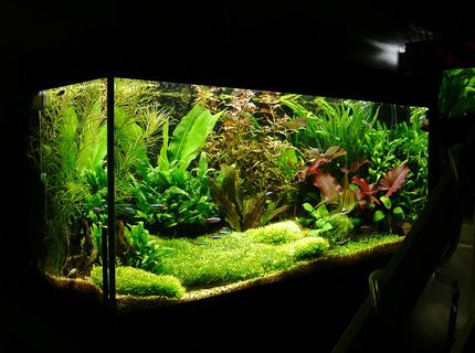 Rated #1: 40 Gallons Planted Tank - this is the last layout in this tank (Juwel rio180) i am waiting for the current glosso carpet to fill out before posting the current pic. but for the time being here it is with a riccia carpet. Rated #1: 40 Gallons Planted Tank - this is the last layout in this tank (Juwel rio180) i am waiting for the current glosso carpet to fill out before posting the current pic. but for the time being here it is with a riccia carpet.