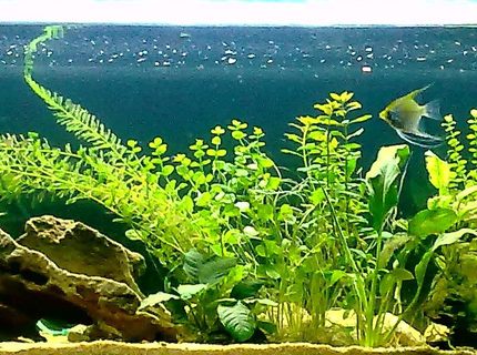 67 gallons planted tank (mostly live plants and fish) - 255 litre freshwater, 2 months olds 67 gallons planted tank (mostly live plants and fish) - 255 litre freshwater, 2 months olds