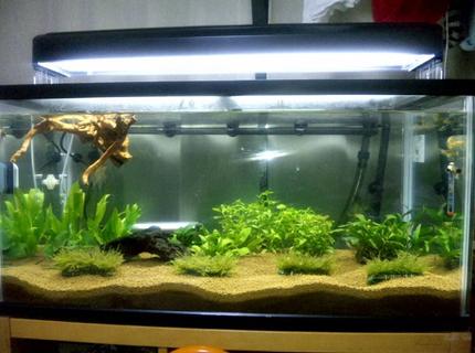 45 gallons planted tank (mostly live plants and fish) - OUR FIRST SERIUOS TANK... 45 gallons planted tank (mostly live plants and fish) - OUR FIRST SERIUOS TANK...
