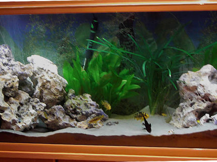 50 gallons planted tank (mostly live plants and fish) - Sucessful planted malawian cichlid aquarium. fish include yellow labs, hornets and blue alhi. filtertion provided by a large wet and dry filter. 50 gallons planted tank (mostly live plants and fish) - Sucessful planted malawian cichlid aquarium. fish include yellow labs, hornets and blue alhi. filtertion provided by a large wet and dry filter.