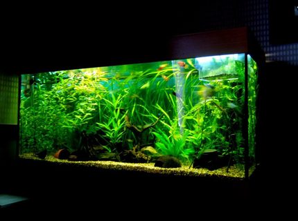 Rated #8: 90 Gallons Planted Tank - Rio 180 planted tank Rated #8: 90 Gallons Planted Tank - Rio 180 planted tank