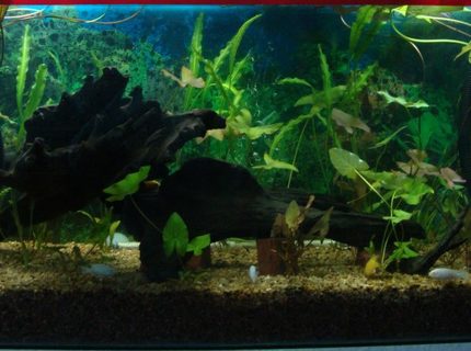 500 gallons planted tank (mostly live plants and fish) - Nature is in living room................ 500 gallons planted tank (mostly live plants and fish) - Nature is in living room................