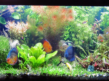 Rated #9: 75 Gallons Planted Tank - A full view of my 75 gal discus planted tank Rated #9: 75 Gallons Planted Tank - A full view of my 75 gal discus planted tank