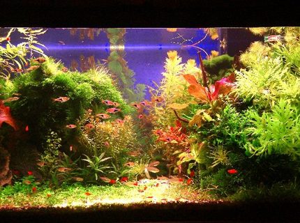 Rated #1: 50 Gallons Planted Tank - Wet, Sweat and Blood Rated #1: 50 Gallons Planted Tank - Wet, Sweat and Blood