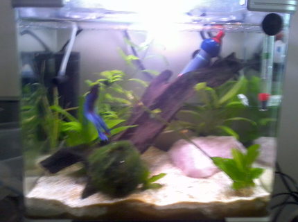 8 gallons planted tank (mostly live plants and fish) - 20ltr arc tank for betta 8 gallons planted tank (mostly live plants and fish) - 20ltr arc tank for betta