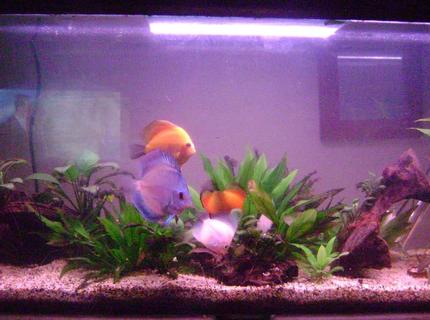 50 gallons planted tank (mostly live plants and fish) - my discus tank 50 gallons planted tank (mostly live plants and fish) - my discus tank