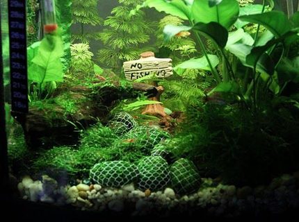 7 gallons planted tank (mostly live plants and fish) - Shrimp Lounge - Red Cherry Shrimp and Guppies 7 gallons planted tank (mostly live plants and fish) - Shrimp Lounge - Red Cherry Shrimp and Guppies