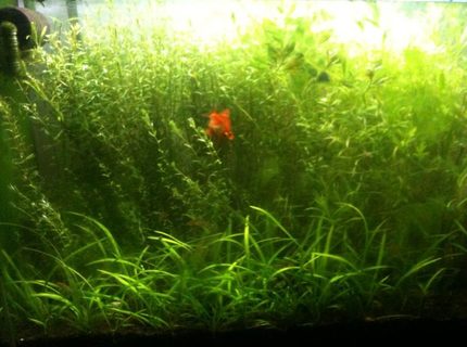 66 gallons planted tank (mostly live plants and fish) - 300 liter planted 66 gallons planted tank (mostly live plants and fish) - 300 liter planted