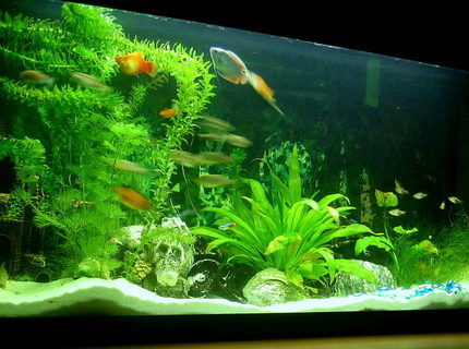 132 gallons planted tank (mostly live plants and fish) - My small fish tank 132 gallons planted tank (mostly live plants and fish) - My small fish tank