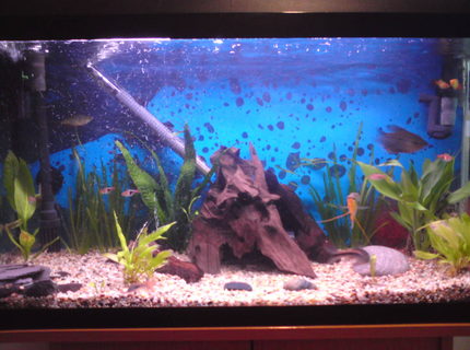 50 gallons planted tank (mostly live plants and fish) - my 1st tank, only 2wks old... 50 gallons planted tank (mostly live plants and fish) - my 1st tank, only 2wks old...