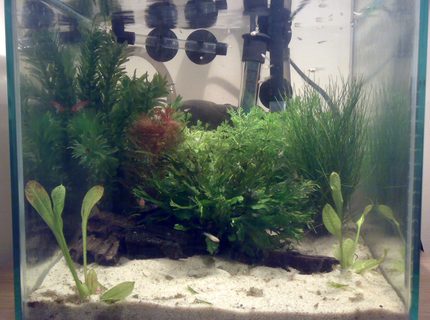 1 gallon planted tank (mostly live plants and fish) - This is a nano tank of 20x20x20cm that I made containing baby Guppys, Rocket Panchax and a pair of Badis Bengalensis. Please excuse the unsightly equipment in the background! I've tried to go for a tropical feel here. 1 gallon planted tank (mostly live plants and fish) - This is a nano tank of 20x20x20cm that I made containing baby Guppys, Rocket Panchax and a pair of Badis Bengalensis. Please excuse the unsightly equipment in the background! I've tried to go for a tropical feel here.